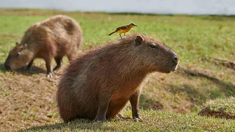 Simon Urwin Two capybaras with a bird on one of their heads (Credit: Simon Urwin)
