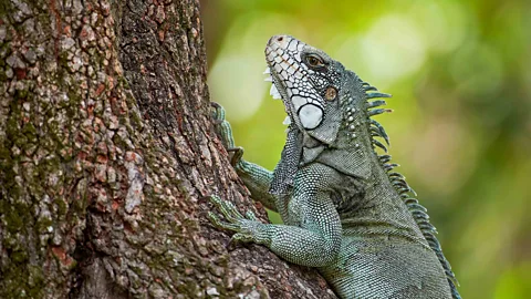 Simon Urwin Los Llanos is one of South America's most biodiverse ecosystems (Credit: Simon Urwin)