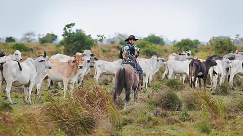 Simon Urwin Los Llanos is also the heart of Colombia's cowboy culture (Credit: Simon Urwin)