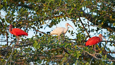 Simon Urwin El Encanto de Guanapalo is a 9,000-hectare private nature reserve (Credit: Simon Urwin)