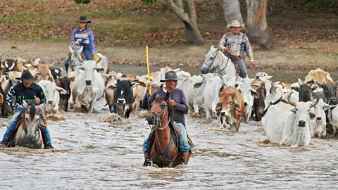 Simon Urwin Llaneros herd semi-wild cattle in this rugged region (Credit: Simon Urwin)