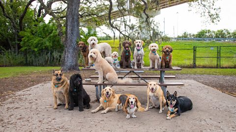 A group of dogs of different breeds