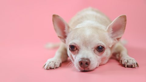 Chihuahua dog lying down on pink background