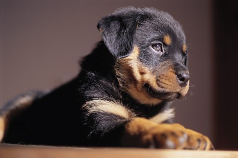 Rottweiler puppy resting