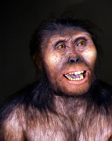 Elisabeth Daynes/ Science Photo Library Australopithecus afarensis lived 3.7 to three million years ago – more than twice as long as our own species has been around (Credit: Elisabeth Daynes/ Science Photo Library)