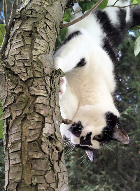 A photograph of a black and white cat climbing down a tree trunk.