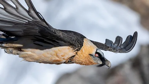 weyrichfoto/ VCF Bearded vultures raise their chicks high up in the Alps' snowy cliffs (Credit: weyrichfoto/ VCF)
