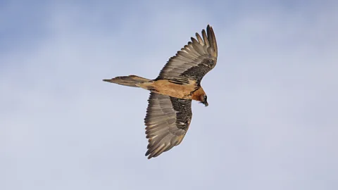 Andrea de Giovanni Experts warn that bearded vultures still face threats such as illegal killings (Credit: Andrea de Giovanni)