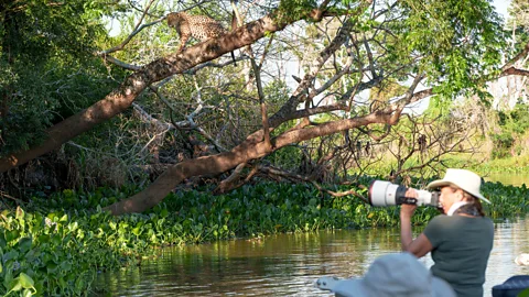 Getty Images The Pantanal wetlands offer intimate wildlife encounters, with small lodges and limited visitor numbers helping keep tourism low-impact (Credit: Getty Images)