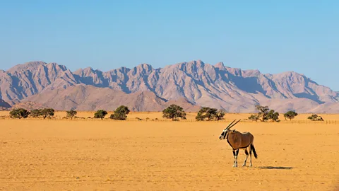 Alamy Namibia is highlighting its vast desert landscapes and wildlife reserves as uncrowded alternatives to busier safari destinations (Credit: Alamy)