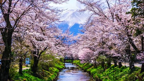 Mount Fuji in the distance, perfectly framed by the cherry blossom by Omiya Bridge in Oshino Hakkai village