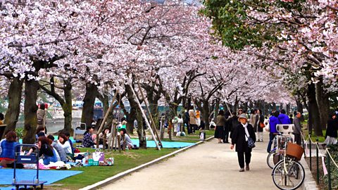 People having picnics on the grass in Hiroshima Park surrounded by cherry blossom trees