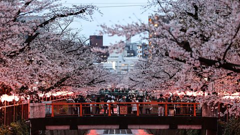 Hundreds of people are stood on a bridge over the Meguro river in Tokyo, taking pictures of the cherry blossom trees