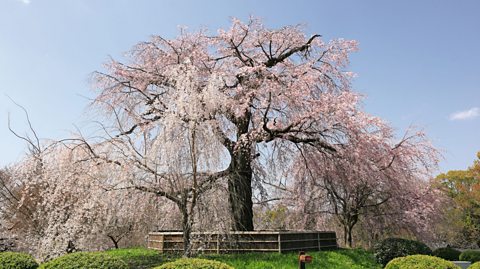 A view of the weeping Gion-Shidare-zakura tree in full bloom in Maruyama Park