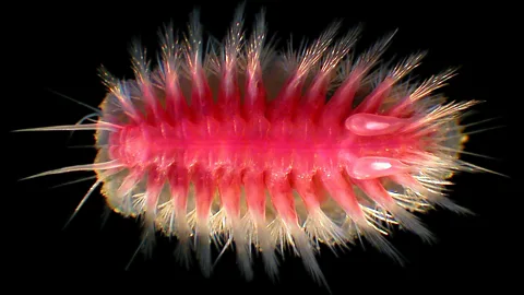 A Glover and T Dahlgren The pink "snowboarding scale worm" (Bathykurila guaymasensis) (Credit: A Glover and T Dahlgren)