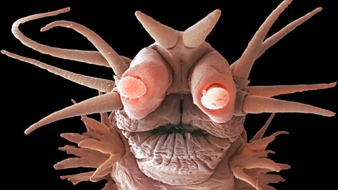 Phillipe Crassous/ Science Photo Library This chemosymbiotic deep ocean worm usually lives on hydrothermal vents – but has also been found dining on whale falls (Credit: Phillipe Crassous/ Science Photo Library)