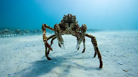Alamy Spider crabs migrate in the thousands from the deep ocean to shallower water to mate and moult (Credit: Alamy)