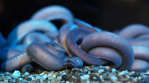 Alamy Hagfish are the only vertebrate that possess a skull but no backbone (Credit: Alamy)