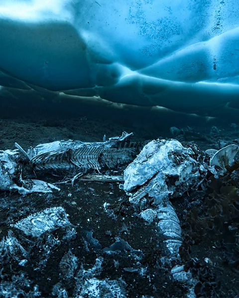 Alex Dawson Usually whales die far out to sea, but a shallow grave of around 20 minke whales lies off the coast of Greenland (Credit: Alex Dawson)