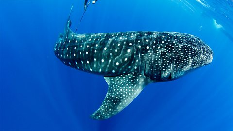 Whale shark being tagged by a diver