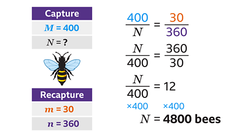400/N = 30/360, so N/400 = 360/30, which equals N/400 = 12. N = 4800 bees