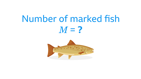 Number of marked fish 𝑀 = ?