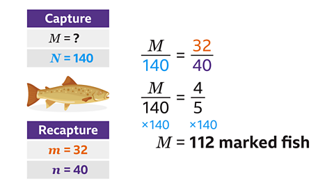 M/140 = 32/40, so M/140 = 4/5. M = 112 marked fish