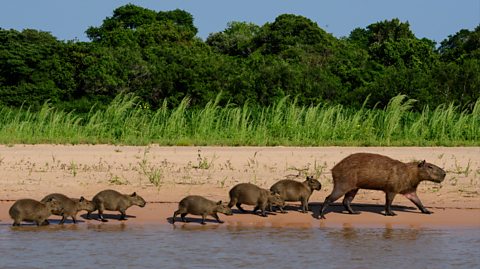 A capybara mother with cubs on river bank at Rio Cuiaba, Pantanal. Behind them is a field and lots of dark green trees