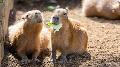 Two small capybaras sit on dry land. The one on the right has a large green leaf in its mouth as it eats