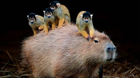 A large capybara walks with four spider monkeys - who are small with yellow body fur and black fur on their heads - on its back