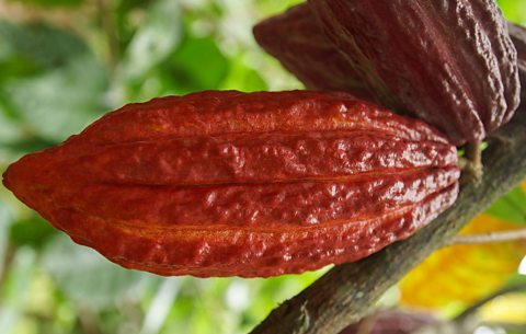 A red cocoa pod hanging from a cocoa tree