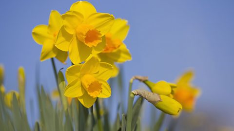 Several yellow daffodils against a blue sky backdrop
