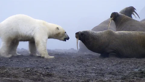 BBC/ Planet Earth A polar bear attacks a herd of walruses in a shot from the Planet Earth documentary series (Credit: BBC/ Planet Earth)