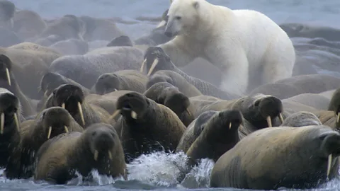 BBC/ Planet Earth The documentary reveals how polar bears are being forced into higher-risk hunting strategies due to sea ice loss (Credit: BBC/ Planet Earth)