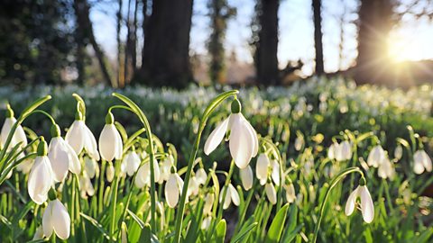A field showing snowdrops with trees and sunshine in the background