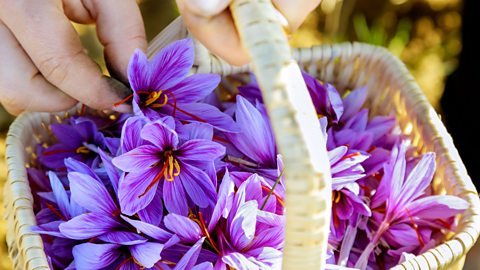 A basket of purple crocus flowers with saffron stems