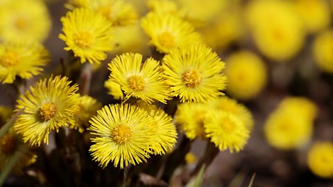 A number of coltsfoot plants in springtime