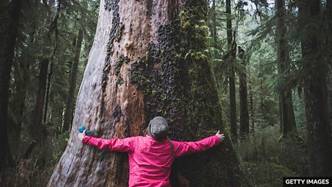 Can't see the wood for the trees 一叶障目