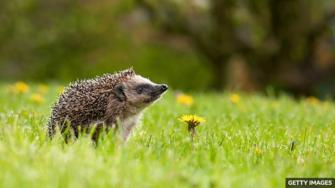 Hedgehog secret discovered – they hear at a range far beyond humans 刺猬听觉奥秘被揭开：远超人类听觉上限