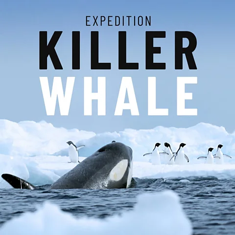 Expedition Killer Whale