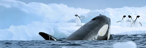 Expedition Killer Whale