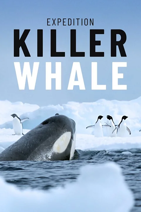 Expedition Killer Whale