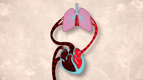 How does the heart work?