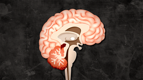 What are the different parts of the brain?