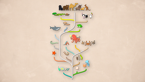 Sophie Ward explains the principles of evolution by natural selection.