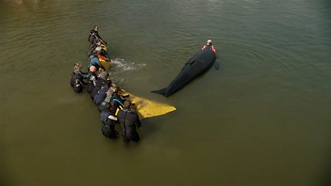 Volunteers training to rescue stranded whales in the UK 英国志愿者接受培训，救援搁浅鲸鱼
