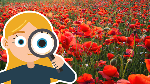 A field of poppies with a girl in the foreground holding a magnifying glass to her eye