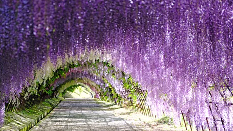 Alamy A wisteria tunnel in full bloom at Kawachi Fujien Wisteria Garden in Kitakyushu, Fukuoka, Japan (Credit: Alamy)