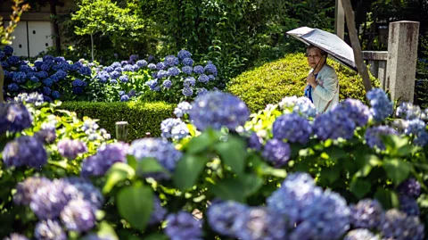 Getty Images Japan is home to more than 100 varieties of beautiful violet hydrangeas (Credit: Getty Images)
