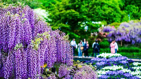 Alamy Hydrangeas have been venerated in Japan for centuries (Credit: Alamy)